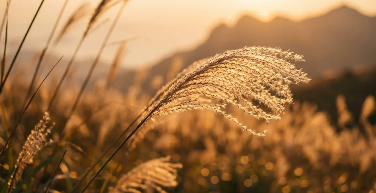 Silver grass fields on Sunset Peak glowing in warm golden light